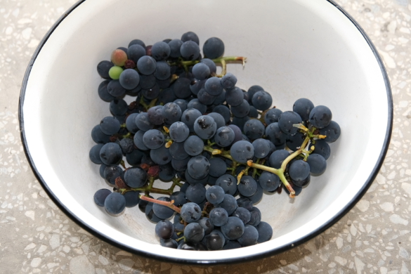 famous telavi grapes.JPG